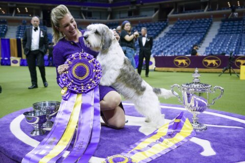 Westminster Dog Show televised event in 2025