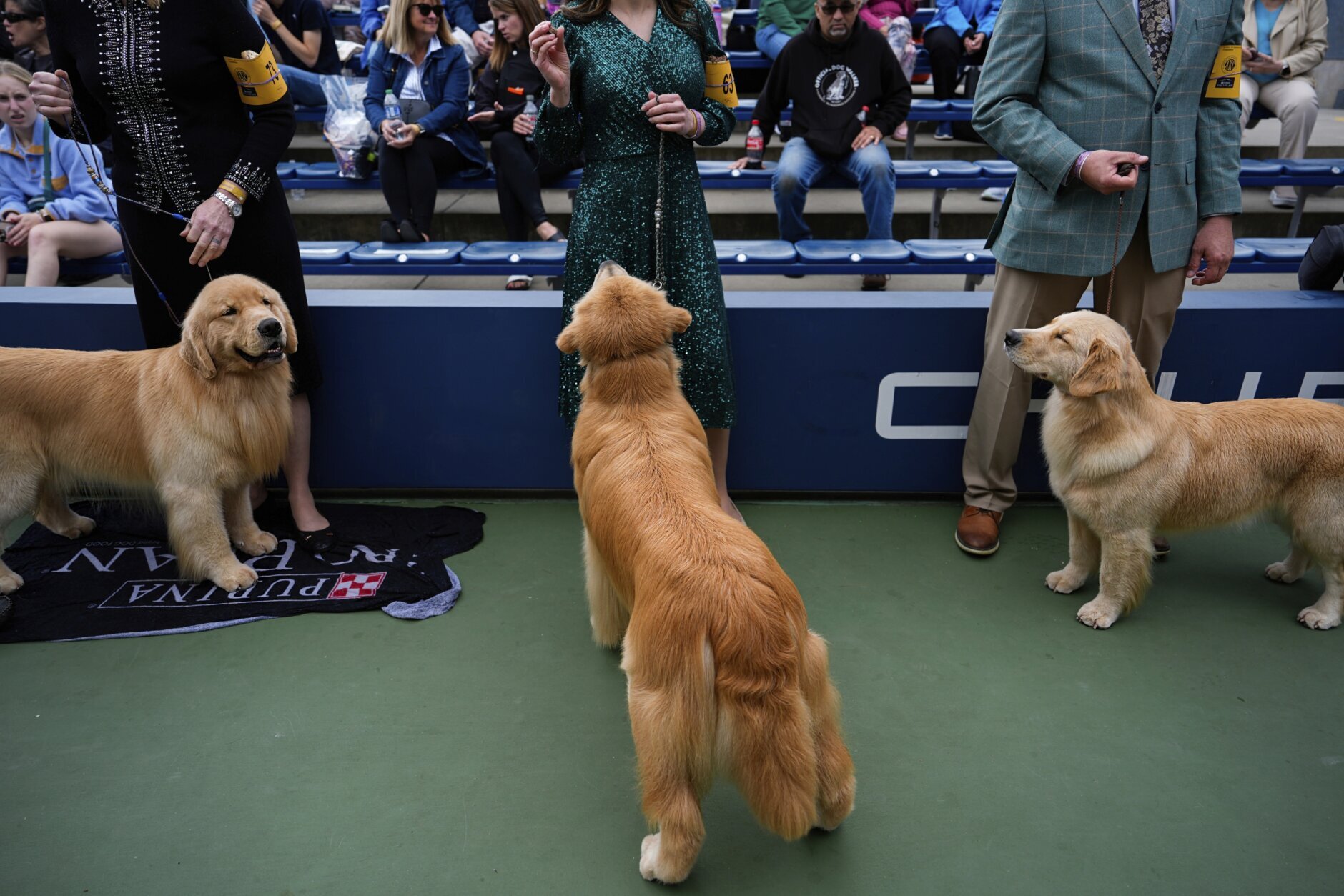 National Dog Show top prize retriever with winners 2022
