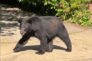 WATCH: Black bear 'politely' wanders through Arlington Co. neighborhood