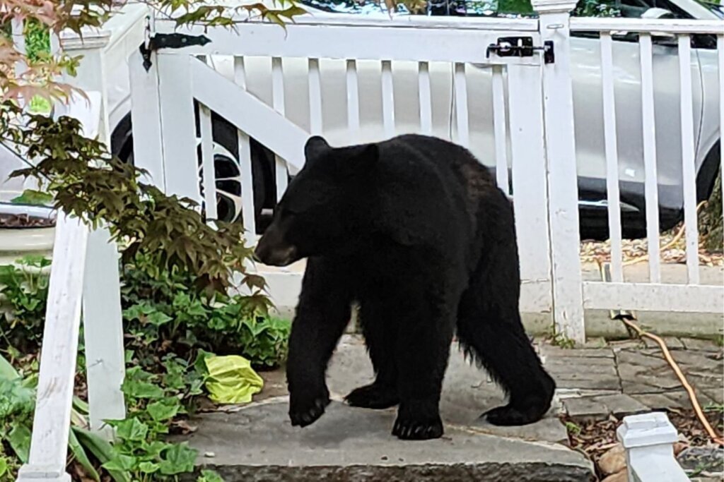 ‘All are welcome, even bears’: DC’s Brookland neighborhood sounds off on its latest furry intruder
