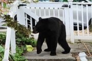 'All are welcome, even bears': DC's Brookland neighborhood sounds off on its latest furry intruder