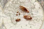 They're called German cockroaches. Here's what DNA says about where they really come from