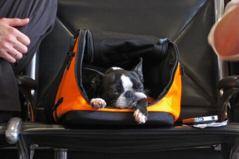 ¿Viajas con perros a EEUU? Hay nuevas reglas de los CDC que debes saber