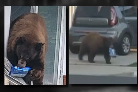 Travesuras del oso “Oreo”, fanático del chocolate, abruman a vecindario