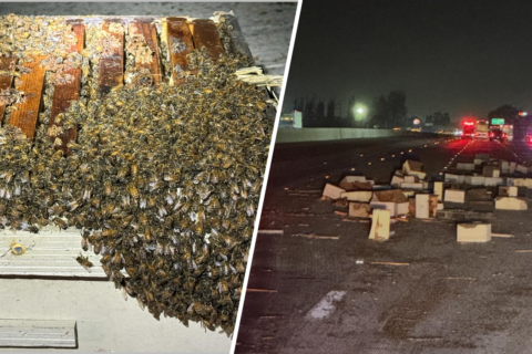 De película: camión que transportaba miles de abejas se vuelca en plena carretera