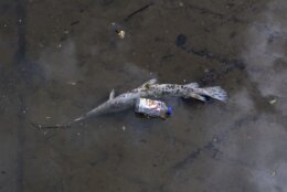 A deceased gar fish floats near a discarded beverage container on Wednesday, May 1, 2024, at Anacostia Park in Washington. For decades, the Anacostia was treated as a municipal dumping ground for industrial waste, storm sewers and trash. A sewer upgrade in the city and decades of local environmental advocacy have brought improvements to the river, but change has come slowly. (AP Photo/Tom Brenner)