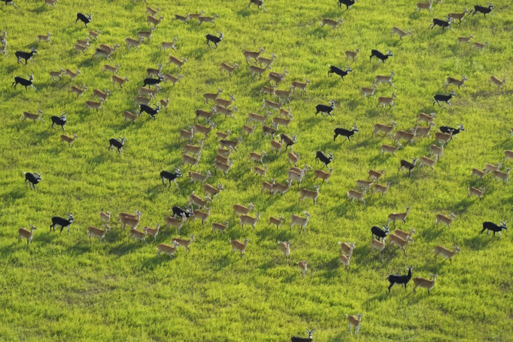 South Sudan says its 6M antelope make up world’s largest land mammal migration, but poaching on rise