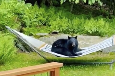 Young bear spotted relaxing on a hammock in a Vermont yard