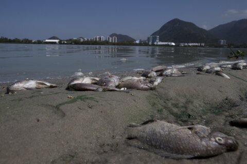 An overdue Olympic pledge to restore Rio de Janeiro’s lagoons is finally taking shape