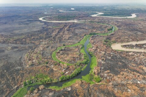 Brazil’s Pantanal wetlands fire season hasn’t officially started but it’s already breaking records