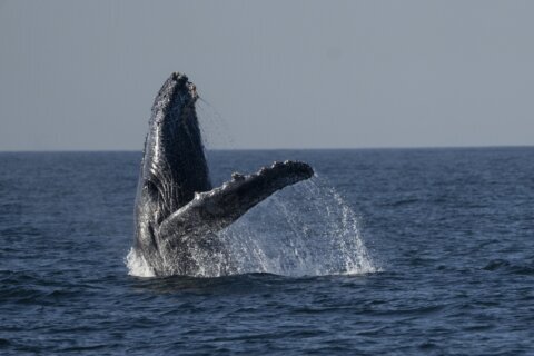 Whale-watching excursions off Rio de Janeiro’s coast begin captivating tourists