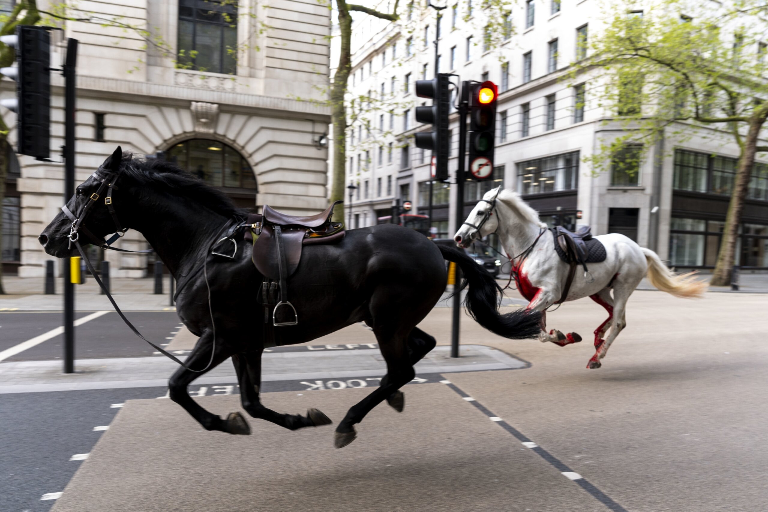 UK military horses injured after bolting across London in April ...