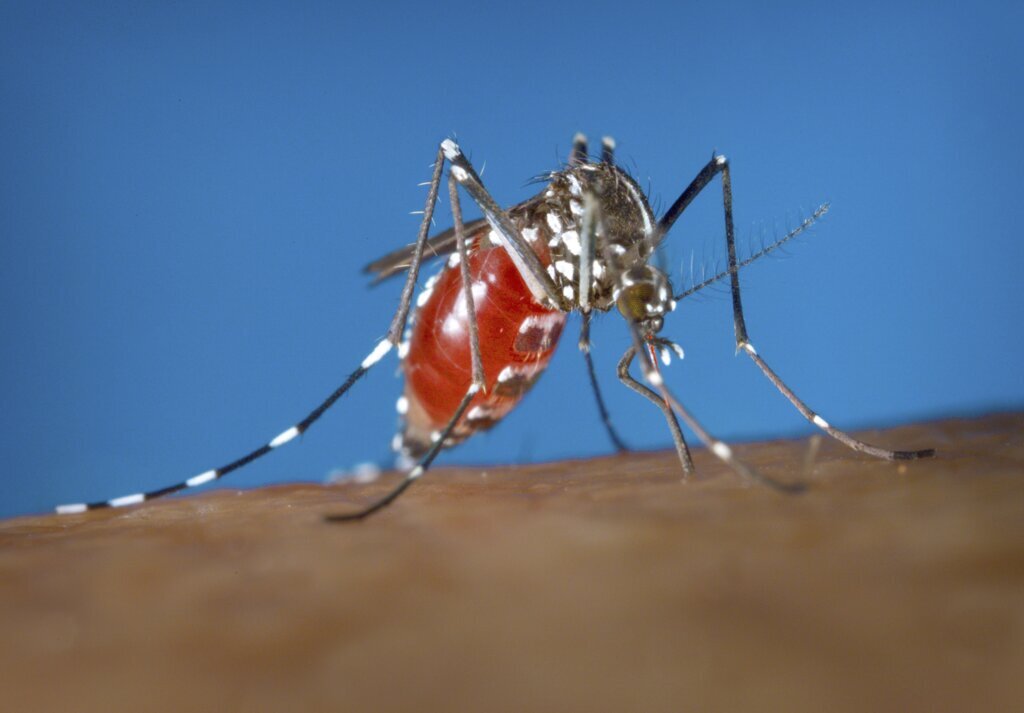 Virginia resident has state’s 1st locally acquired case of dengue fever