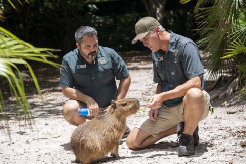 Female capybara goes to Florida as part of a breeding program for the large South American rodents