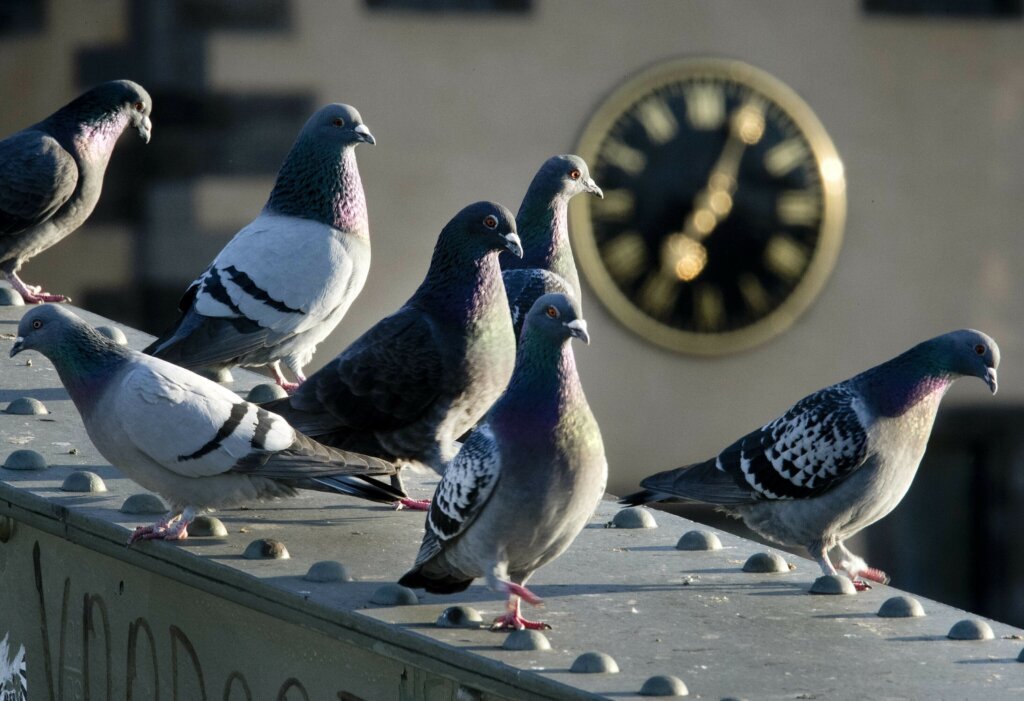 A German town’s referendum on culling pigeons has led to an uproar by animal rights activists
