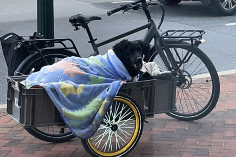 ‘The two were a fixture in downtown Bethesda’: Popular dog who rides on the back of owner’s bike dies
