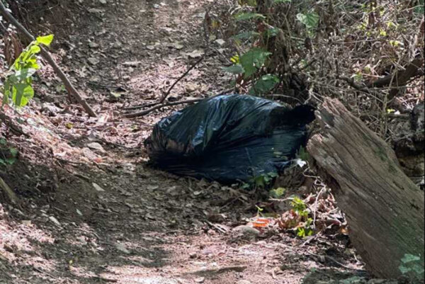 Dead black bear inside trash bag.