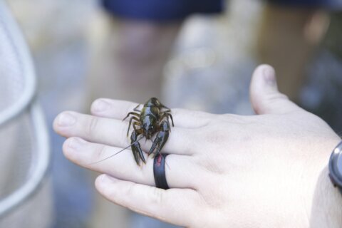 For the endangered Nashville crayfish, its rebound is both good and bad news