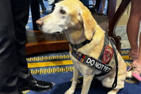 Canines on Capitol Hill push legislation to help working dogs