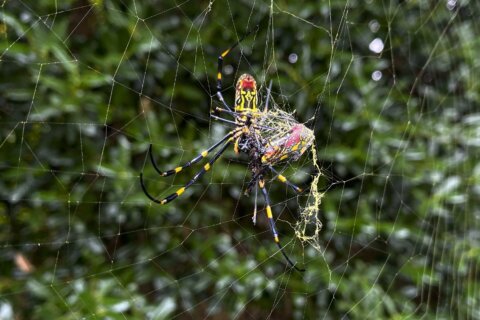 They’re big. They’re colorful. But Joro spiders aren’t nightmare fodder