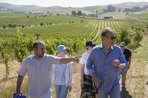 Ukrainian winemakers visit California’s Napa Valley to learn how to heal war-ravaged vineyards