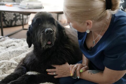 Veterinarian shares tips on picking the right boarding facility, protecting your pet while there