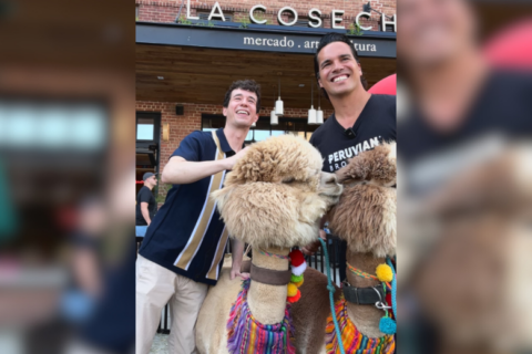 Matt About Town: Experience a happy hour like never before … with alpacas!
