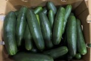 Cucumbers sent to Maryland, Virginia and a dozen others states recalled over salmonella concerns