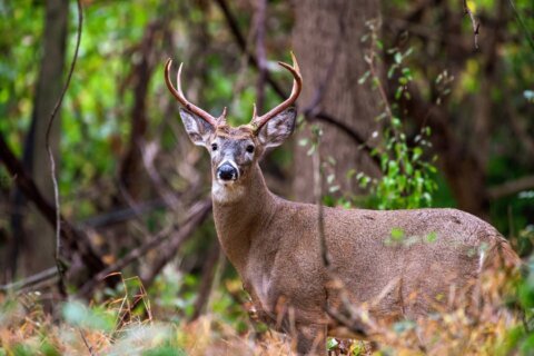 Arlington Co. recommends sharpshooters to reduce deer population in county parks