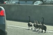 Gaggle of geese escorted along 395 Express Lanes in Virginia