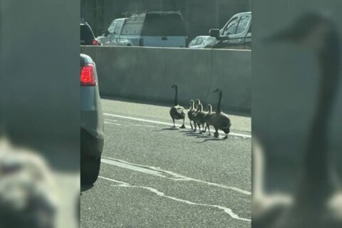 Gaggle of geese escorted along 395 Express Lanes in Virginia