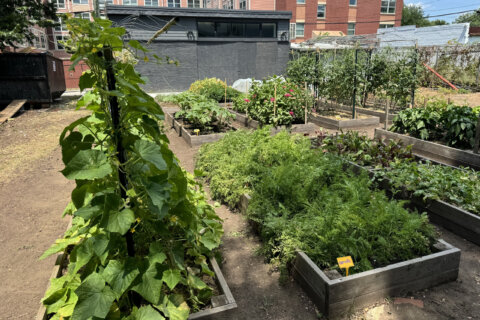 Community garden brings homegrown organic vegetables to the community