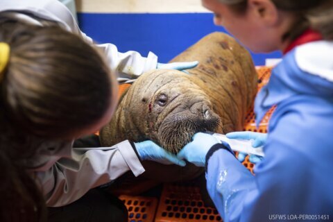 Rescued walrus calf ‘sassy’ and alert after seemingly being left by her herd in Alaska