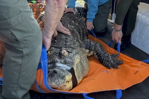Albert the alligator’s owner sues New York state agency in effort to be reunited with seized pet