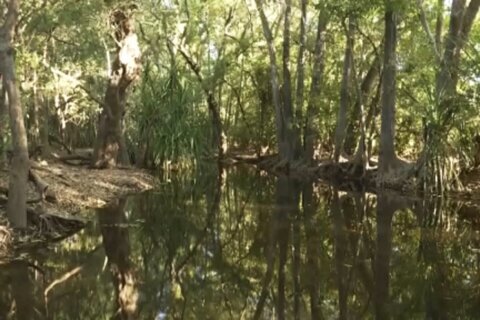 Rangers shot dead a 14-foot crocodile after it killed a girl swimming in an Australian creek
