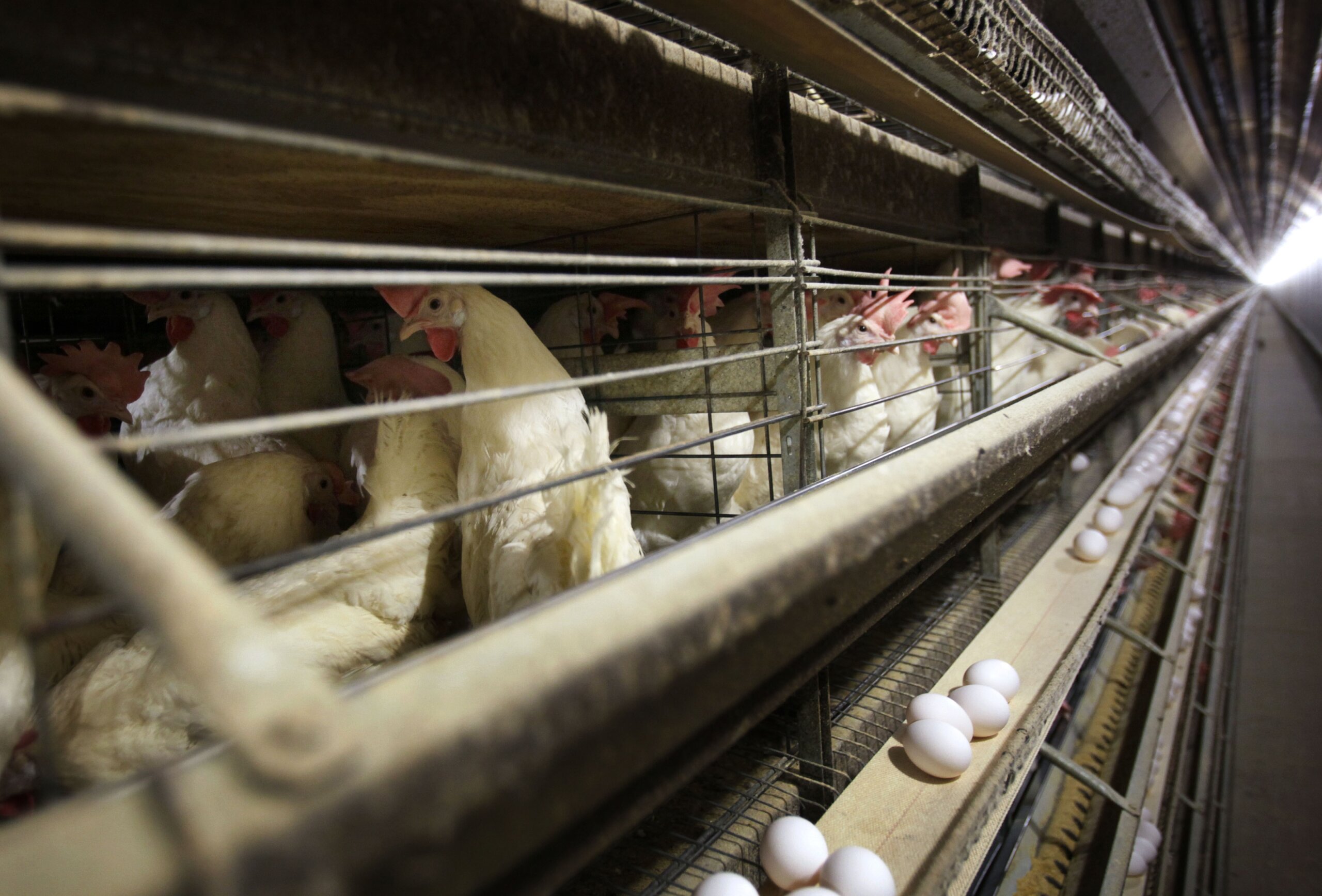 4 farms on Md. Eastern Shore hit by bird flu; officials say outbreak is still manageable - WTOP