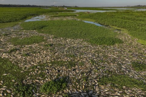 Tons of dead fish cover major Sao Paulo river after alleged dumping of industrial waste