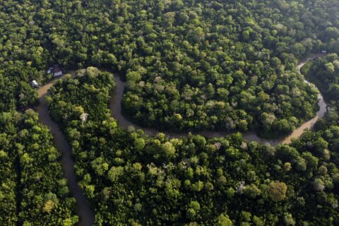 Brazil to allow miles of selective logging in effort to preserve the Amazon