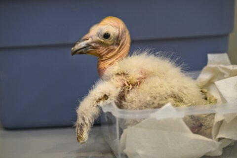 Los Angeles Zoo sets record with 17 California condor chicks hatched in 2024