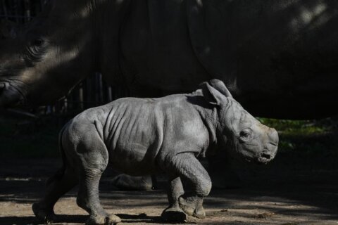 Newborn white rhino Silverio takes his first giant steps in a Chilean zoo in a boost to his species