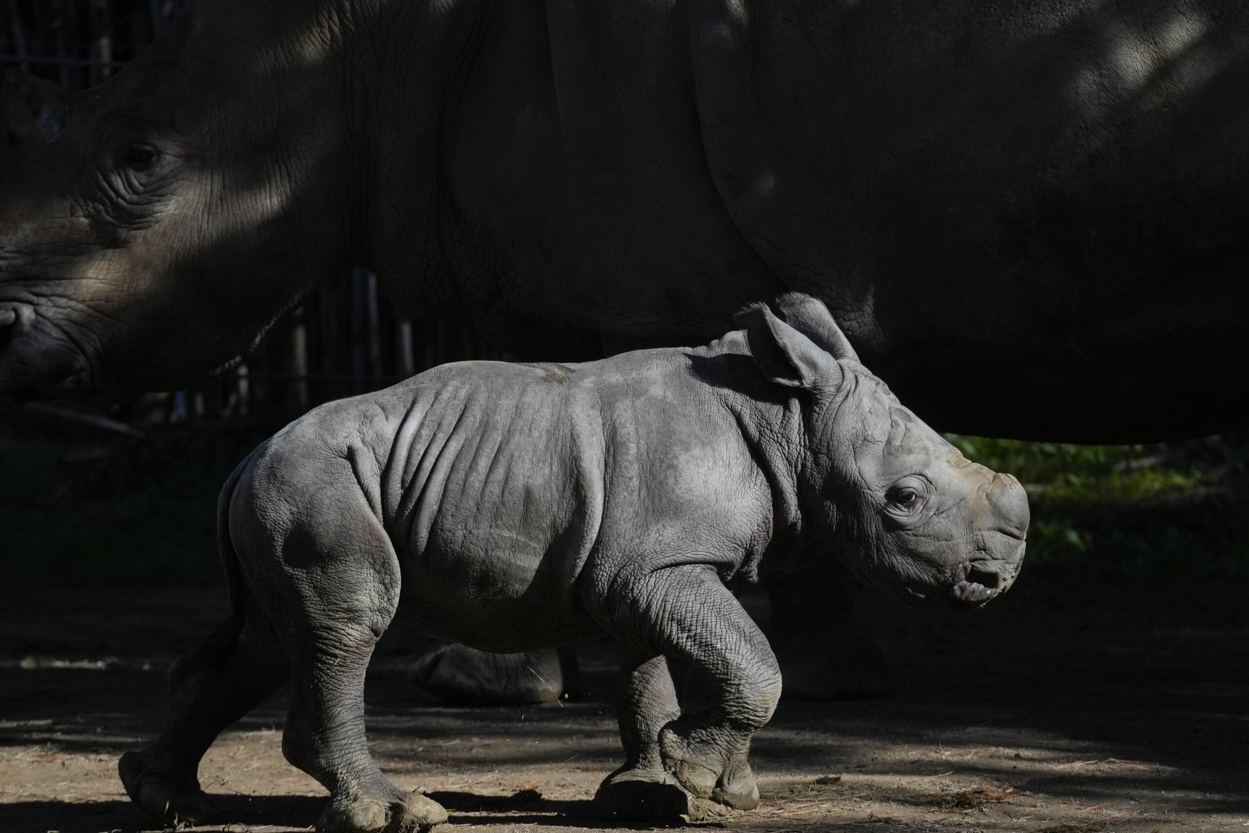 Newborn white rhino Silverio takes his first giant steps in a Chilean ...