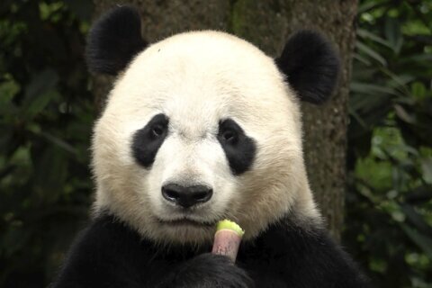 The winner in China’s panda diplomacy: the pandas themselves