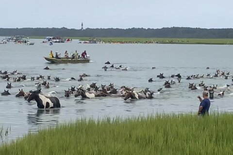 Thousands watch Chincoteague wild ponies complete 99th annual swim in Virginia