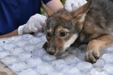 Awwww! Four endangered American red wolf pups ‘thriving’ since birth at Missouri wildlife reserve