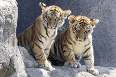 2 Amur tiger cubs have their first public outing at Germany’s Cologne Zoo