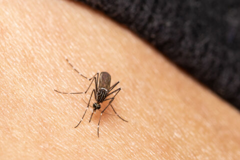 Do mosquitoes always seem to find you? Maybe they’re drawn to your outfit