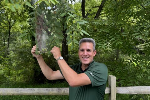 From bugs to trees, a Md. arborist’s tips for spotting invasive species in your backyard