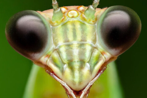 a close up shot of a bug