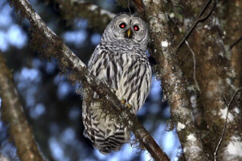 To save spotted owls, US officials plan to kill hundreds of thousands of another owl species
