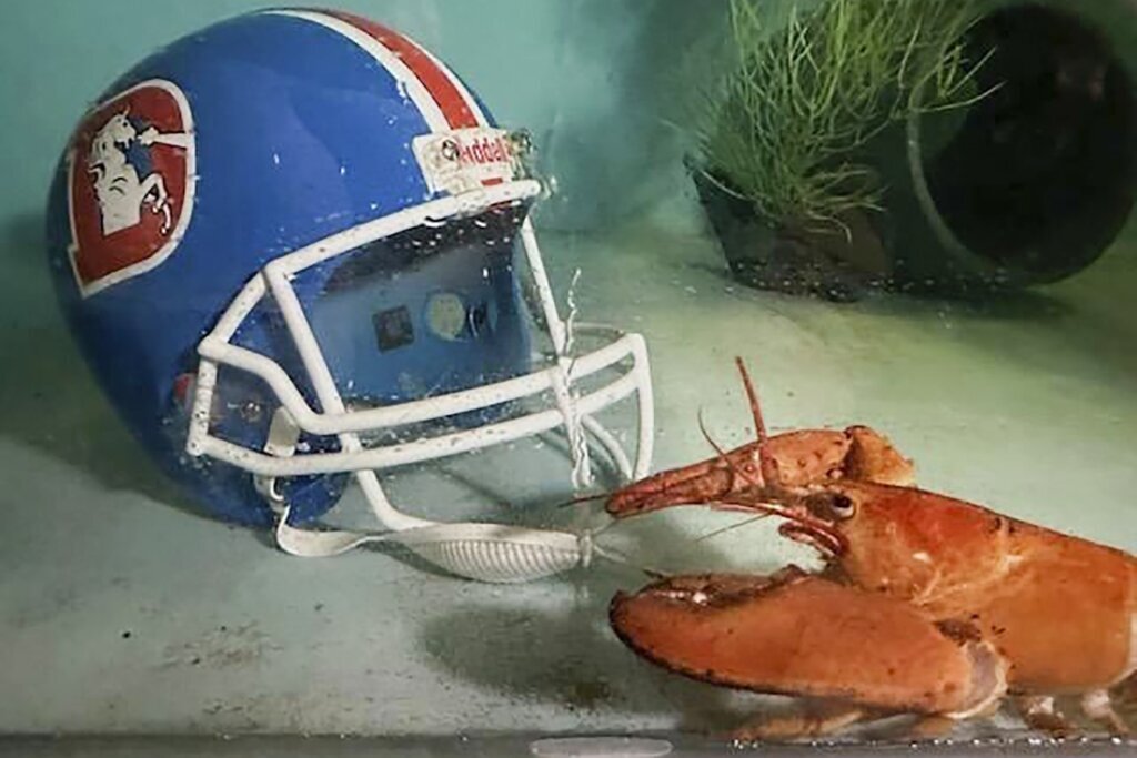 Meet Crush, the rare orange lobster diverted from dinner plate to aquarium by Denver Broncos fans